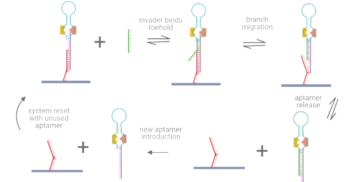 Figure 3: Toehold exchange mechanism