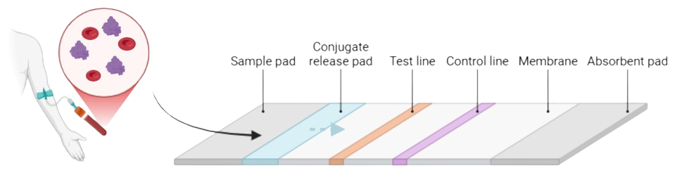 Figure 4: Conceptual lateral flow assay