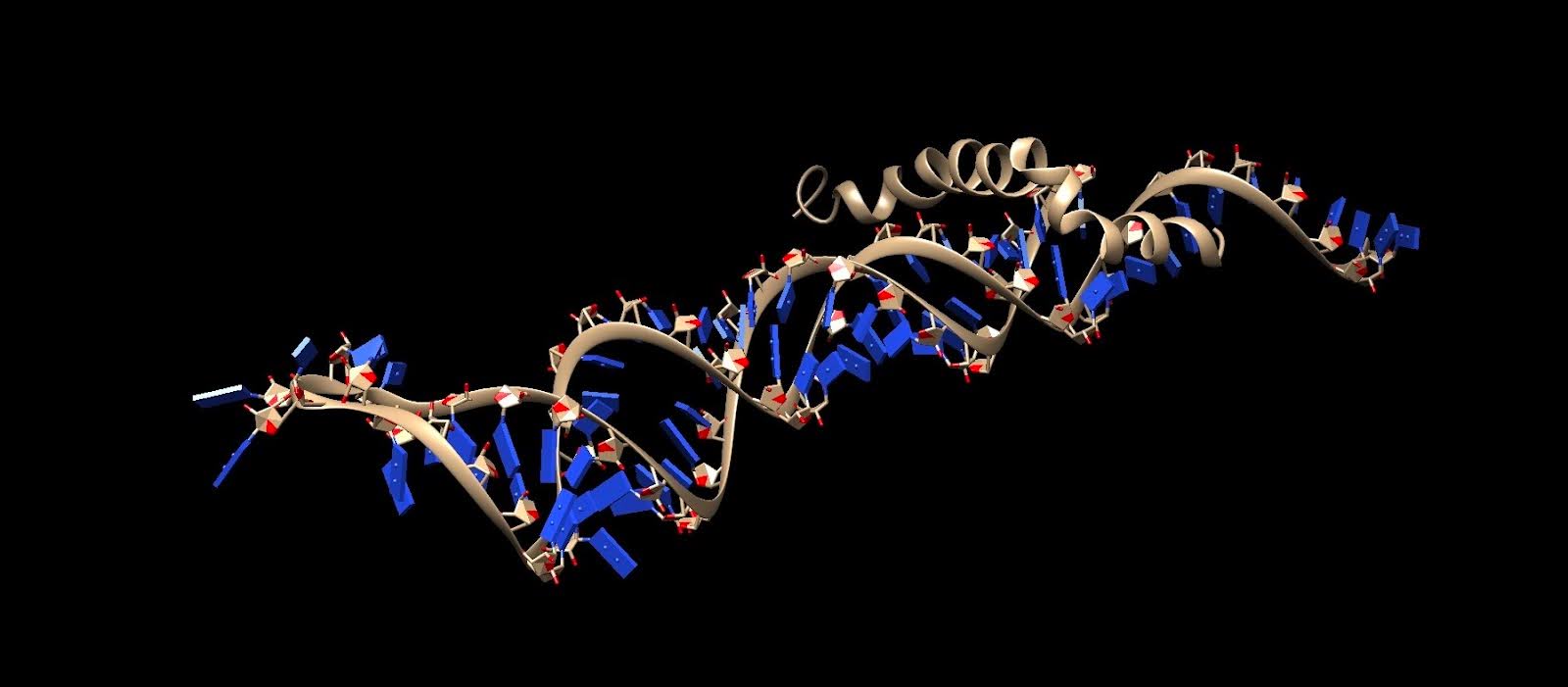 Figure 4: Aβ42 Docking